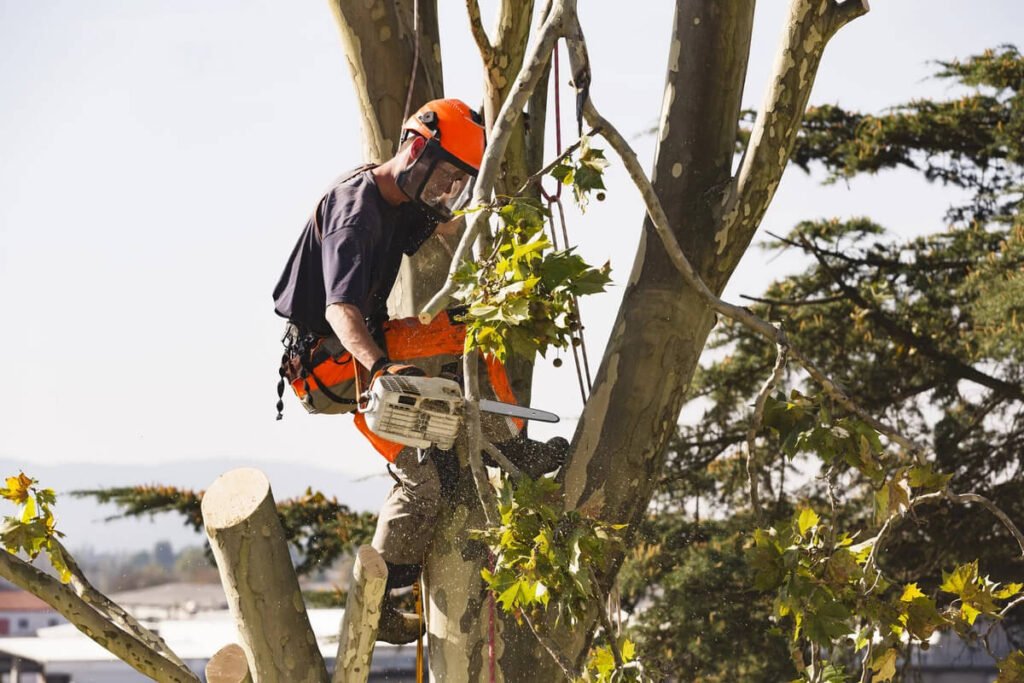 Tree Trimming