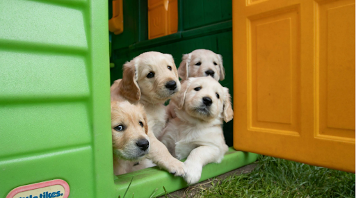 Why Tommy Casa’s Dog Houses Are the Ultimate Choice for Your Pet