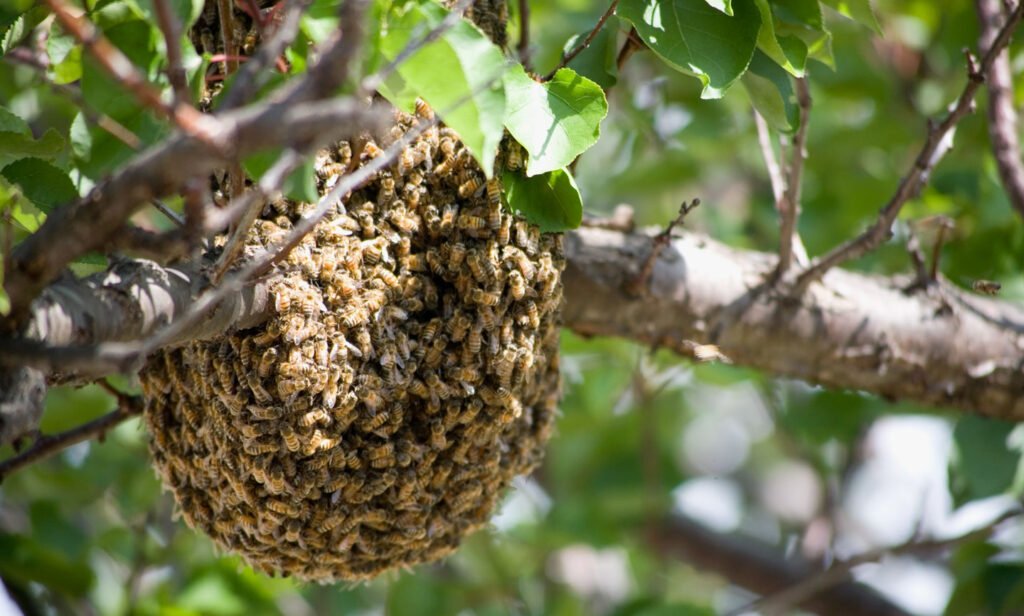 How Climate Change Forces Bees to Relocate to New Habitats