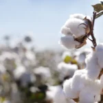 organic cotton clothing manufacturers