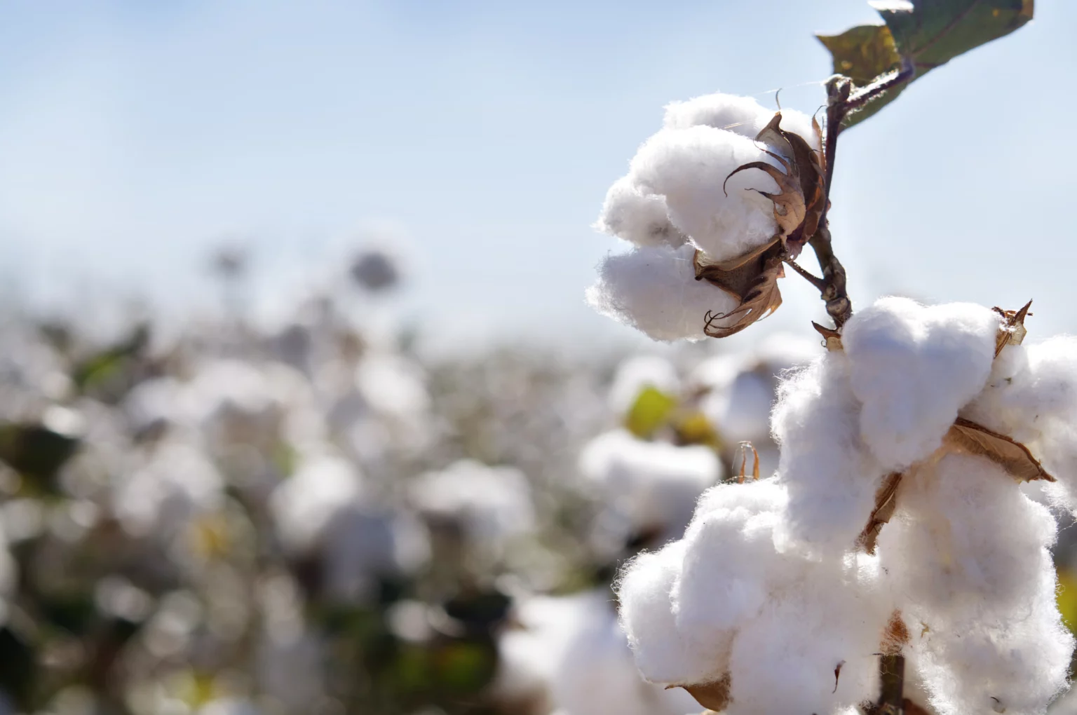 organic cotton clothing manufacturers